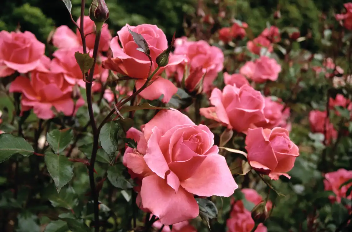 Hotels near Swane's Nursery Dural