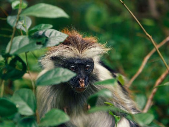 江蘇淹城野生動物世界