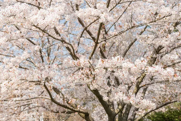 โรงแรมใกล้Kamiawashimadanchi Ichigo Park