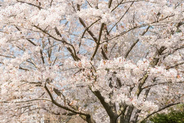 Ontario to Tottori Flights