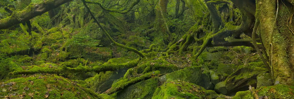 Fukuoka to Kagoshima Prefecture Flights