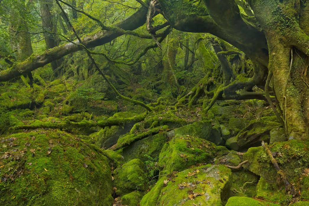 Flüge ${{cityDName}} Kagoshima