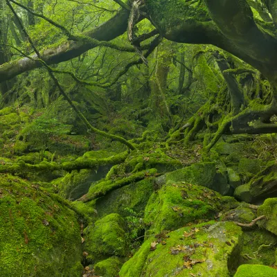 鹿兒島 飛 屋久島