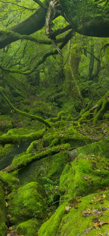 Hotel Pemandian Air Panas di Prefektur Kagoshima, Jepang