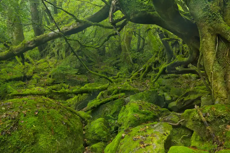 Auberges de jeunesse de Préfecture de Kagoshima, Japon
