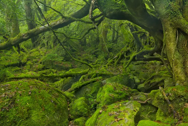 屋久島町旅舍