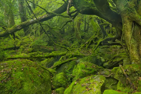 Vé máy bay Kagoshima Buôn Ma Thuột