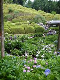 京都　あじさいの名所