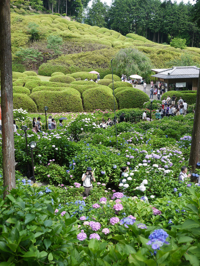 京都　あじさいの名所