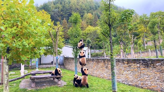 Wolong China Giant Panda Garden Shenshuping Base of CCRCGP