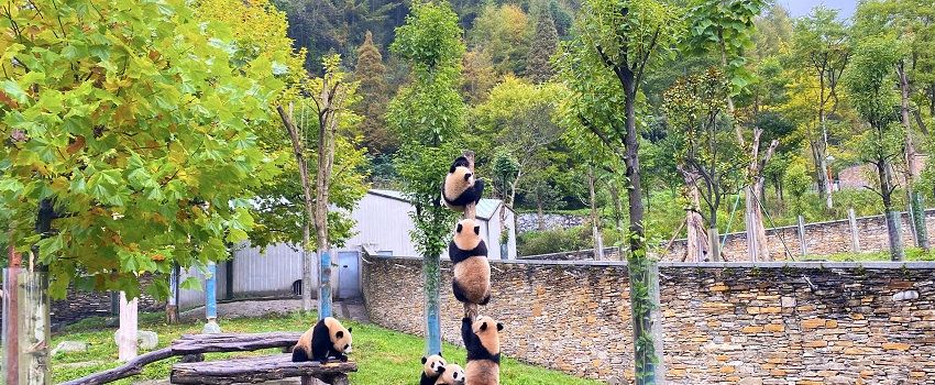 Wolong China Giant Panda Garden Shenshuping Base of Ccrcgp