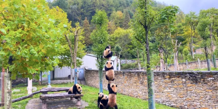 臥龍中華大熊貓苑神樹坪基地