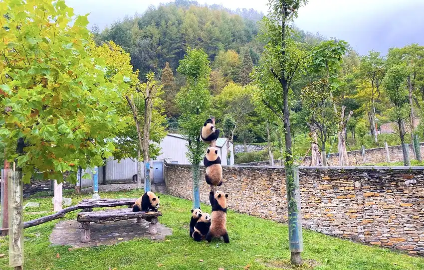 Hotels near Wolong China Giant Panda Garden Shenshuping Base of Ccrcgp