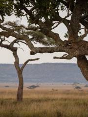 Seronera Serengeti