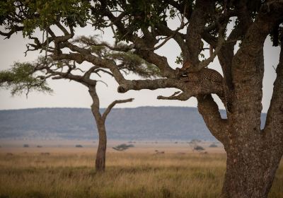 Seronera Serengeti