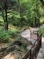 九龍山國家森林公園