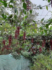 KFDC Floriculture Centre