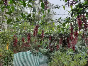 KFDC Floriculture Centre