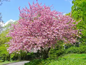Cherry Park