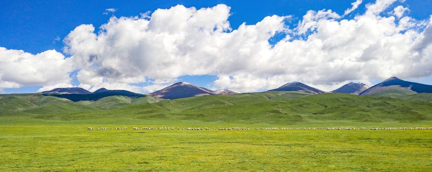 Qilian Grassland
