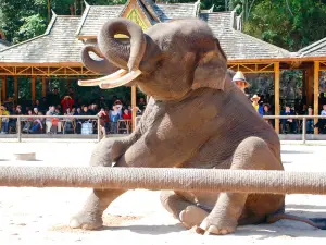 Wild Elephant Valley