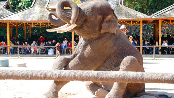 Wild Elephant Valley