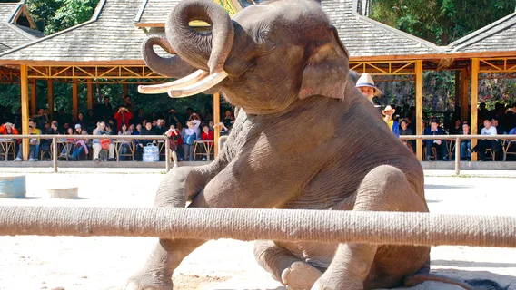 Wild Elephant Valley