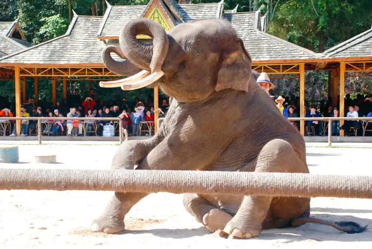 Hotels in der Nähe von Elephant Valley