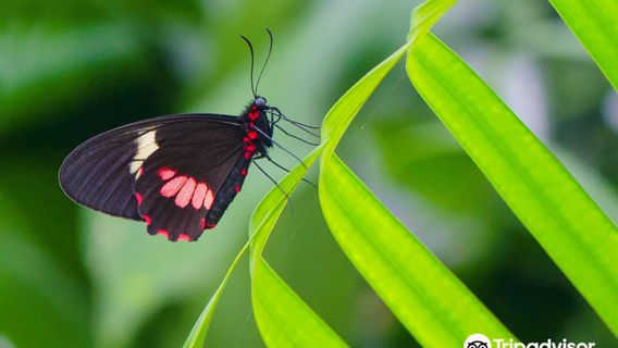 Butterfly House Diana Karlovy Vary