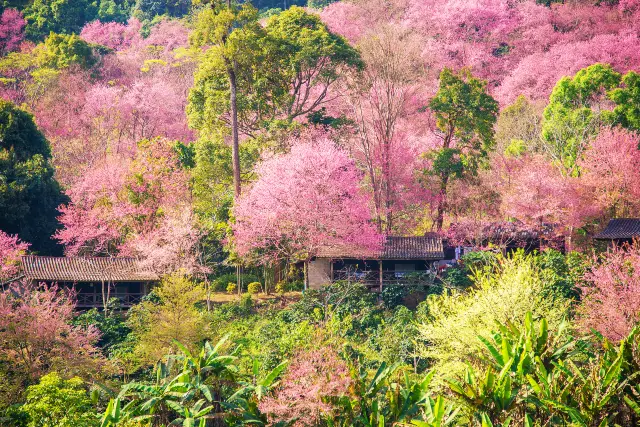 Chiang Mai Cherry Blossom Appreciation