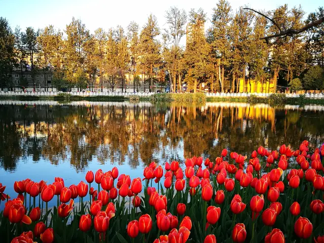 Tulip Viewing in Kunming
