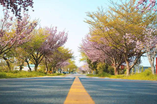 Cherry Blossom Viewing in Jeju