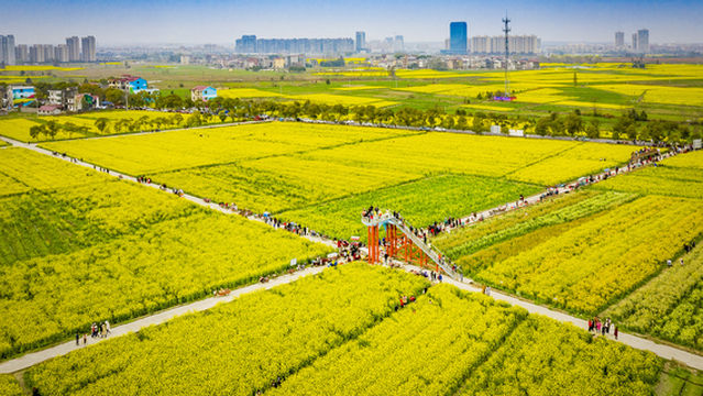 Rapeseed Flower Viewing in Nanchang