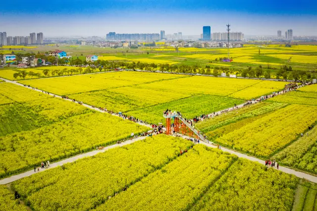 Rapeseed Flower Viewing in Nanchang