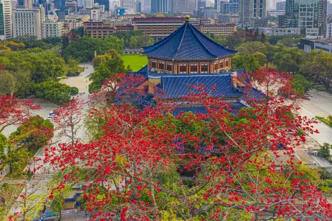 광저우 목면화 구경