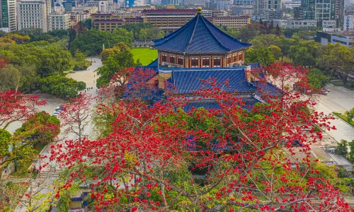 Guangzhou kapok flowers Appreciation