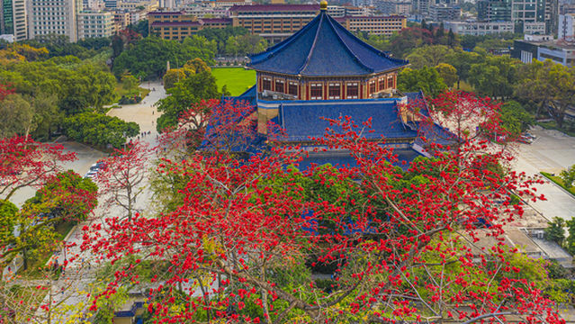 Kapok Flower Viewing in Guangzhou