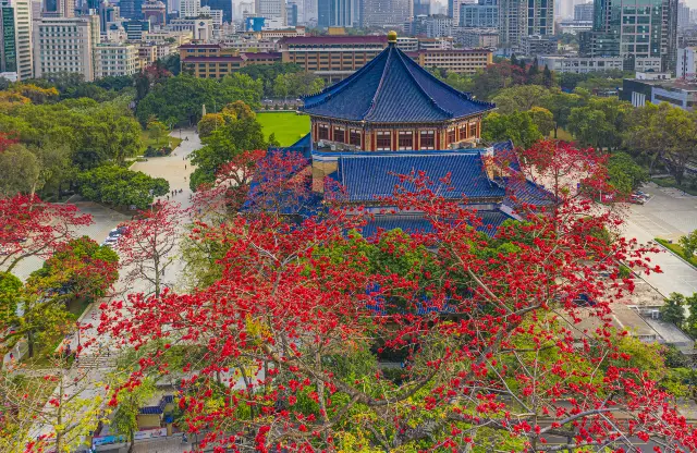 Guangzhou kapok flowers Appreciation