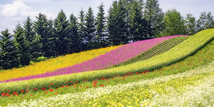 Farm Tomita image 2