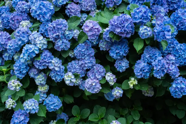 Tokyo Hydrangea Viewing