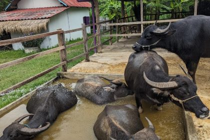 Buffalo Ice Cream & Cafe
