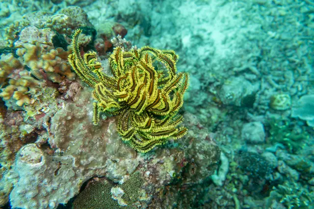 Diving in Semporna