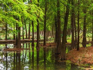 Laoyuhe Wetland Park
