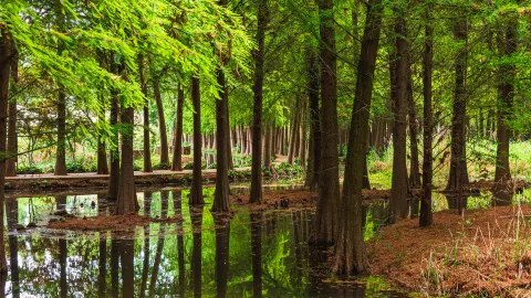 Laoyuhe Wetland Park attraction in Kunming