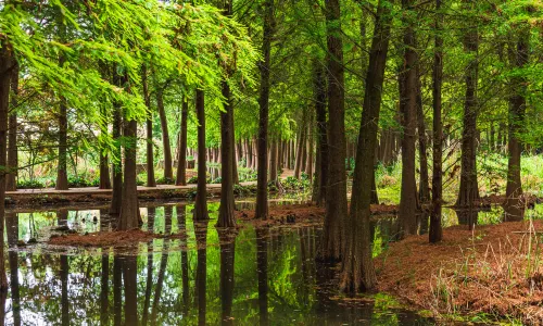 Laoyuhe Wetland Park