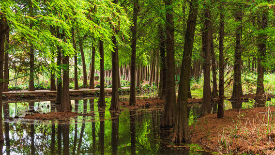 Laoyuhe Wetland Park