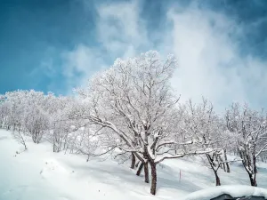 Hoshino Resorts TOMAMU ski area