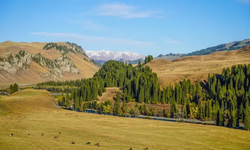 Tangbula Grassland