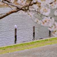 旧中川の桜並木
