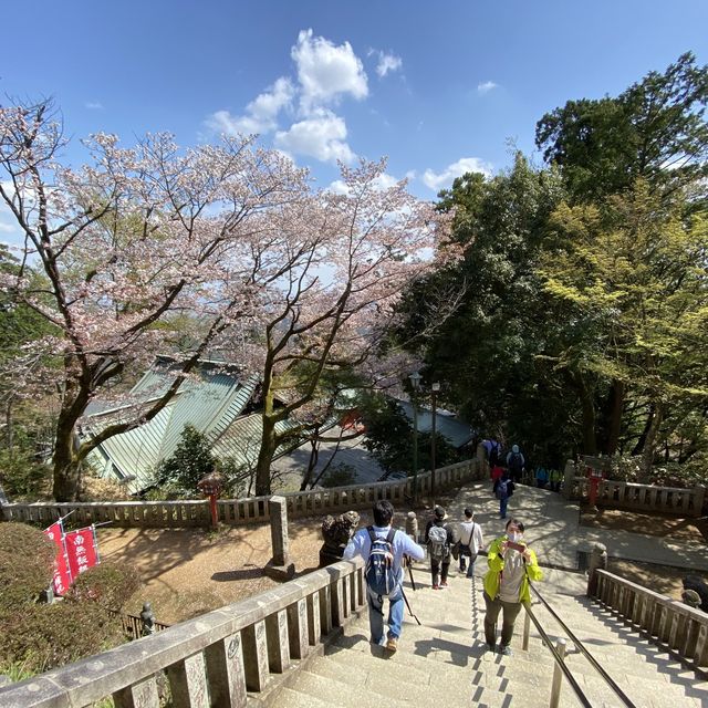 春の高尾山